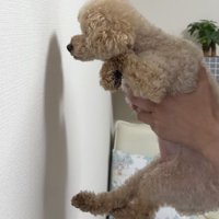 まだ手が出ない…