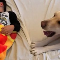 男の子を起こすバウくん3