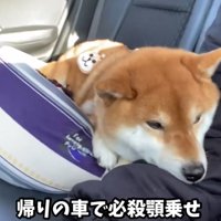 顎を乗せる犬