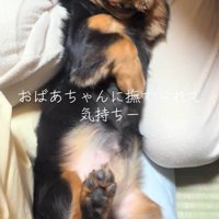 おばあちゃんに撫でてもらうレオくん5