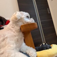 あご置き