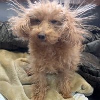 カメラを見て目を細める犬