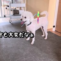ジーニーちゃんがお世話係に