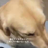 目を伏せる犬1