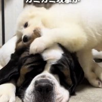 大型犬の頭に前足を乗せる子犬