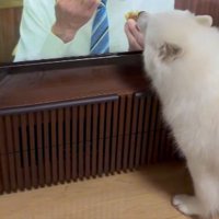 諦めない