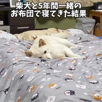 すでにはるちゃんが！