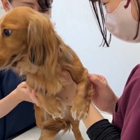 母犬・ぴのちゃんもお利口さん