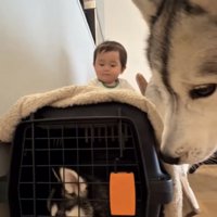 クレートを確認する犬