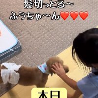 ふうたくんを撫でる女の子
