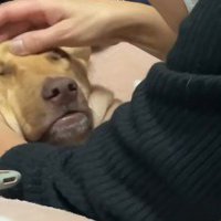 「もう好きにしてください」