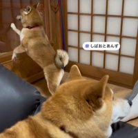 温度差のある2匹（笑）