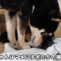 育児に奮闘するママ犬