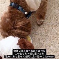 こあ君のご飯の横におもちゃを置いたら3