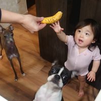 バナナを欲しがる赤ちゃんとワンコたち2
