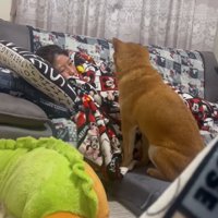 横を向く柴犬