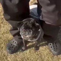 ドッグラン