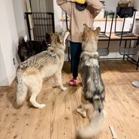 ウルフドッグ姉妹