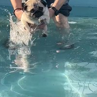 プールに来たぽんずちゃん2