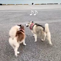 ブルちゃんとベルちゃんの日常