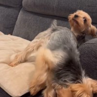 ソファーの上で暴れる小型犬達