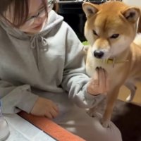 おいしそうな表情の犬