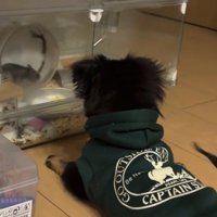 ハムスターを見る犬