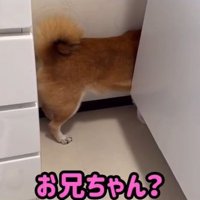 隙間に挟まるロックくん