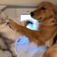 ヒナタちゃんのパンチがヒット！！