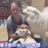 不安そうに鳴くことも…