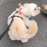 男性を見てしっぽを振る犬