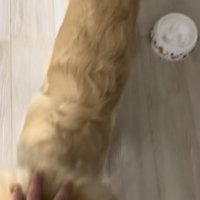 念願のナデナデ