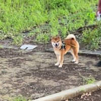 ドッキリに対する福ちゃんの反応5