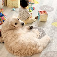 弟
