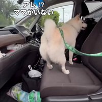 車に入る犬