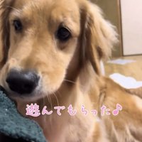 甘えた表情の犬