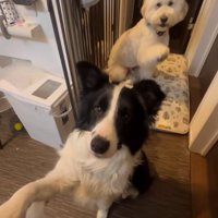 シンクロする2匹