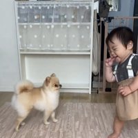 子どものことをよく見る犬2