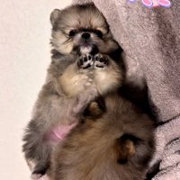 撫でてほしいテディ君