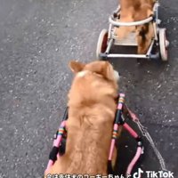 散歩する2匹