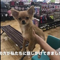 売れ残りのわんこを発見