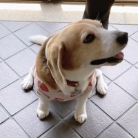 「ナデナデもうおわり？」