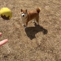 犬に向かってボールを投げる飼い主
