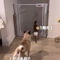 1階に続く柵の前に立つ犬とミーアキャット