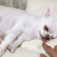 コハクくんの舌を掴んだら？3