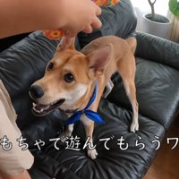 パック中のお母さんを見たワンジローくん