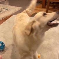 なんでもおもちゃになる