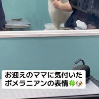 飼い主さんに気づいたら…