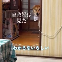 壁の陰から飼い主を見つめる犬
