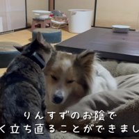 猫たちが守ってくれているそう